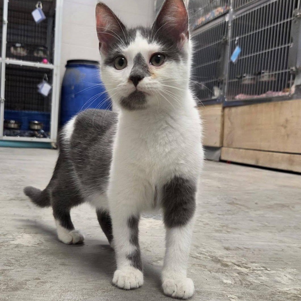 Enlarge Go-Go, a Adopted Domestic Short Hair in Chilton, WI image 2/6