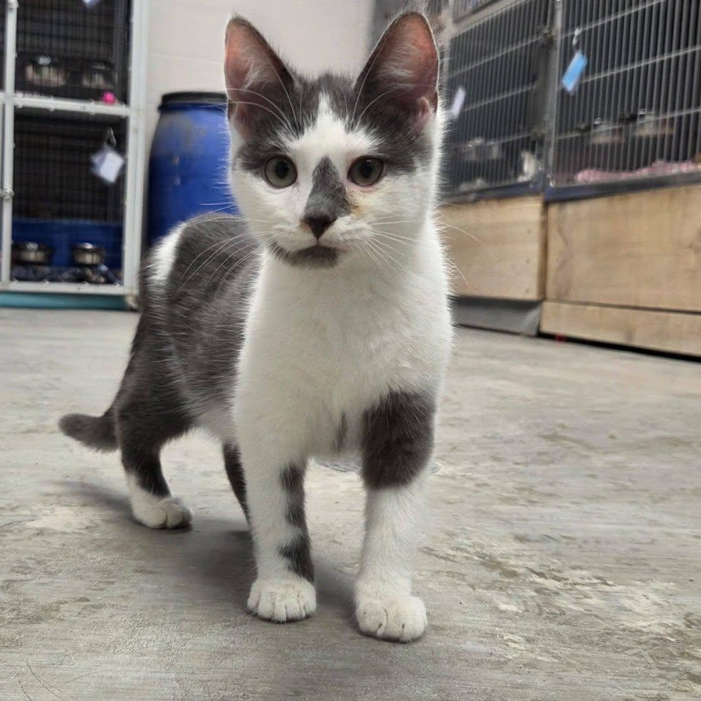 Enlarge Go-Go, a Adopted Domestic Short Hair in Chilton, WI image 3/6