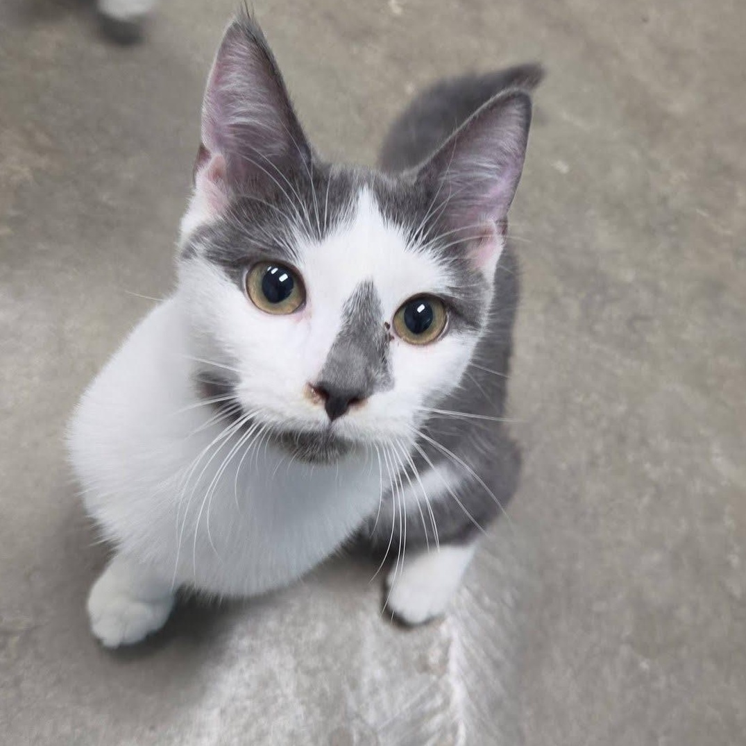 Go-Go, Adopted, Young Male Domestic Short Hair.