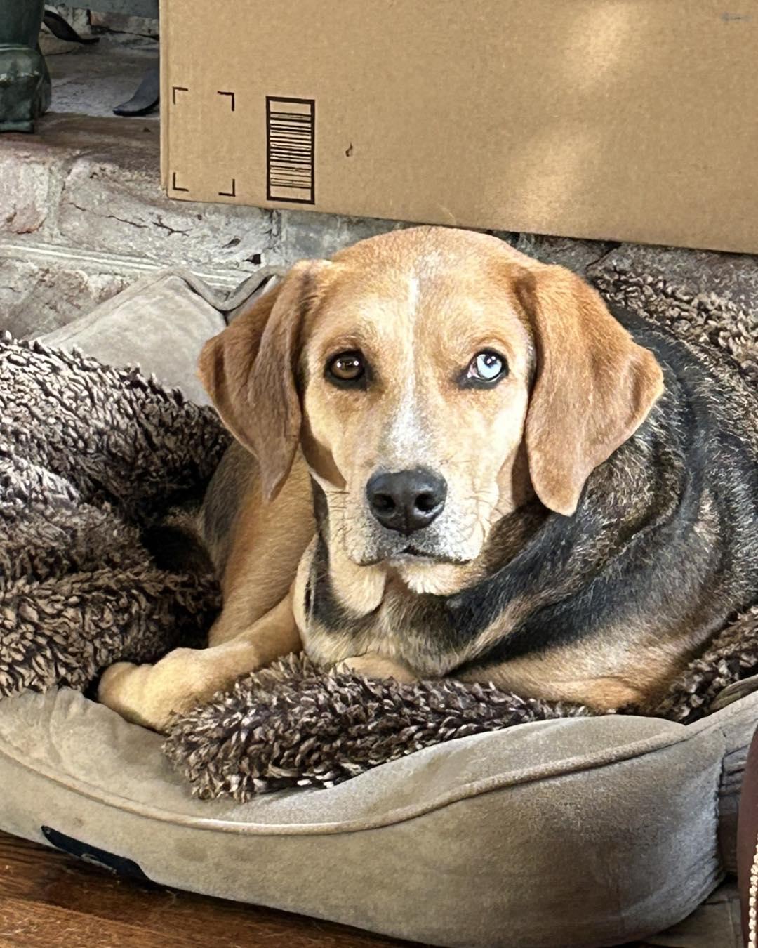 Moseley, Adoptable, Adult Male Hound.