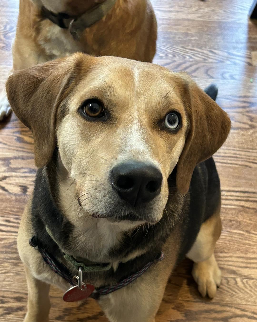 Moseley, a Adoptable Hound in Forest, VA image 2/3