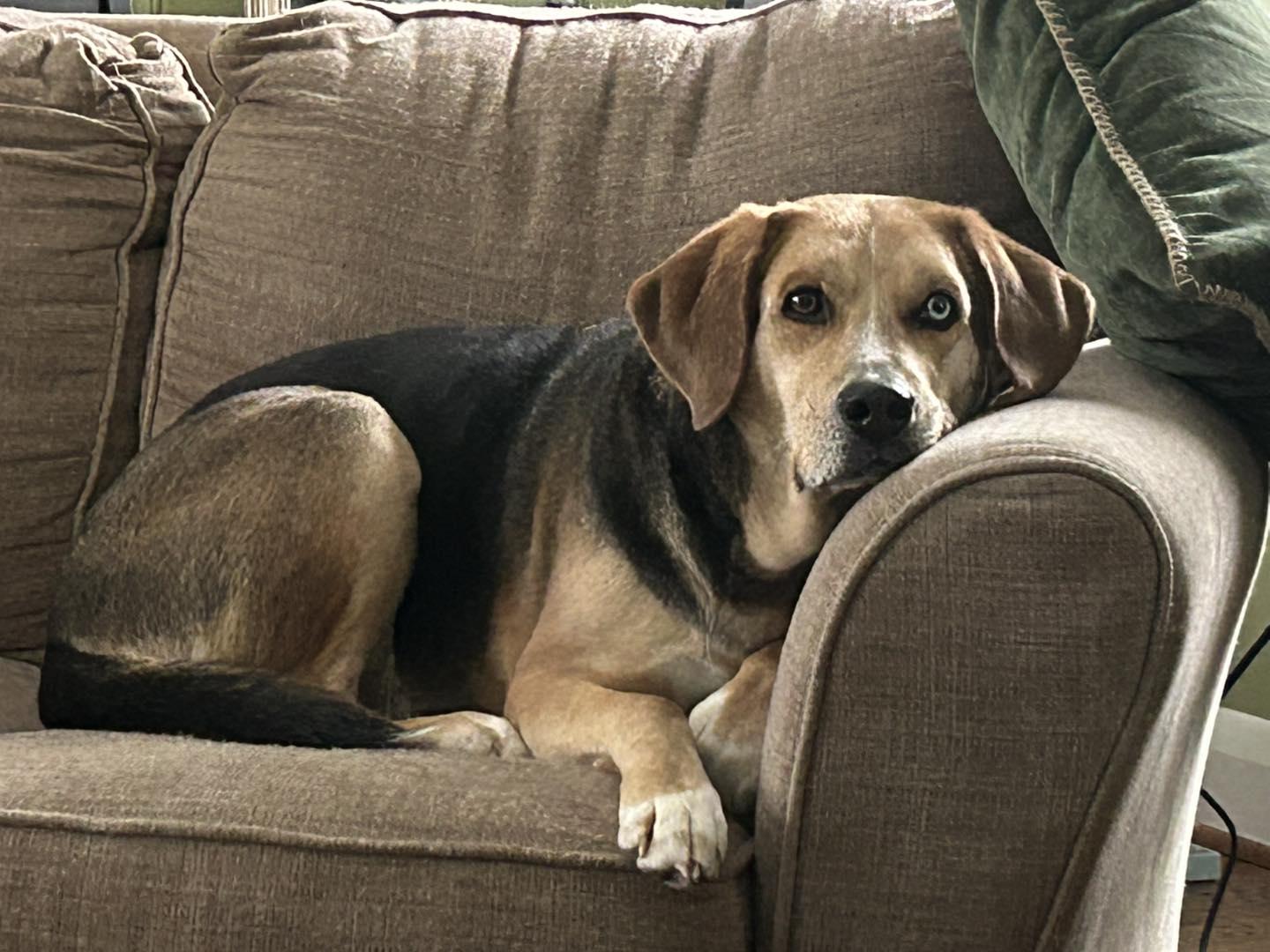 Moseley, a Adoptable Hound in Forest, VA image 3/3