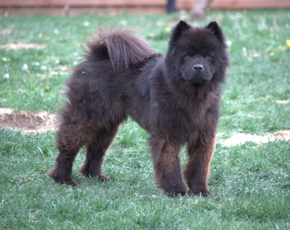 Meili, a ADOPTABLE Chow Chow in Great Falls, MT image 1/3