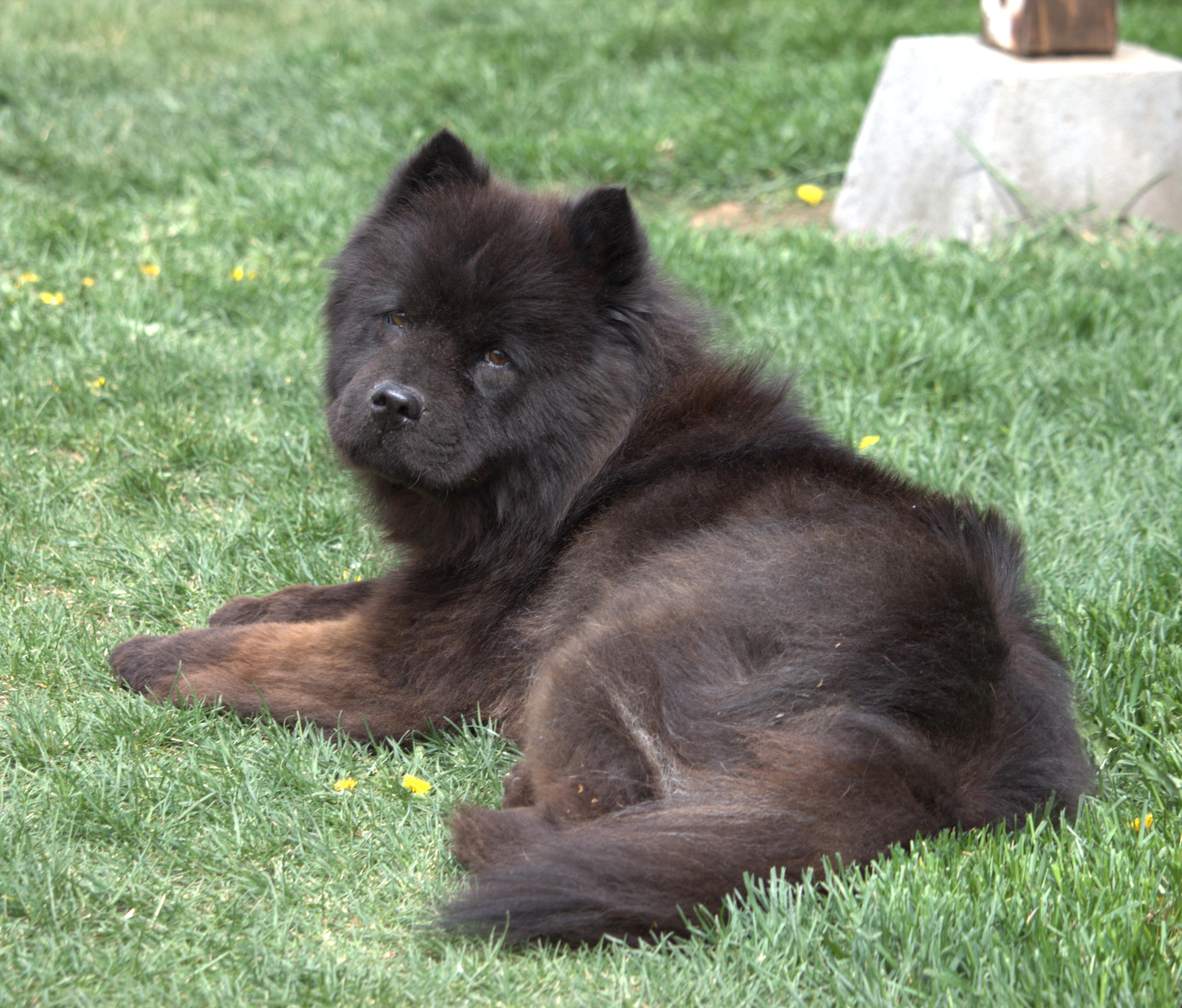 Meili, a ADOPTABLE Chow Chow in Great Falls, MT image 3/3