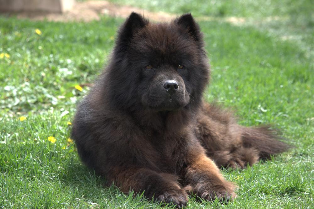 Meili, a ADOPTABLE Chow Chow in Great Falls, MT image 2/3