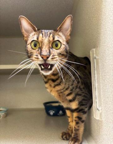 Fin *Courtesy Post, a Adoptable mixed breed in Manhattan, KS image 2/3