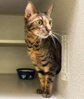 Fin *Courtesy Post, a Adoptable mixed breed in Manhattan, KS image 3/3