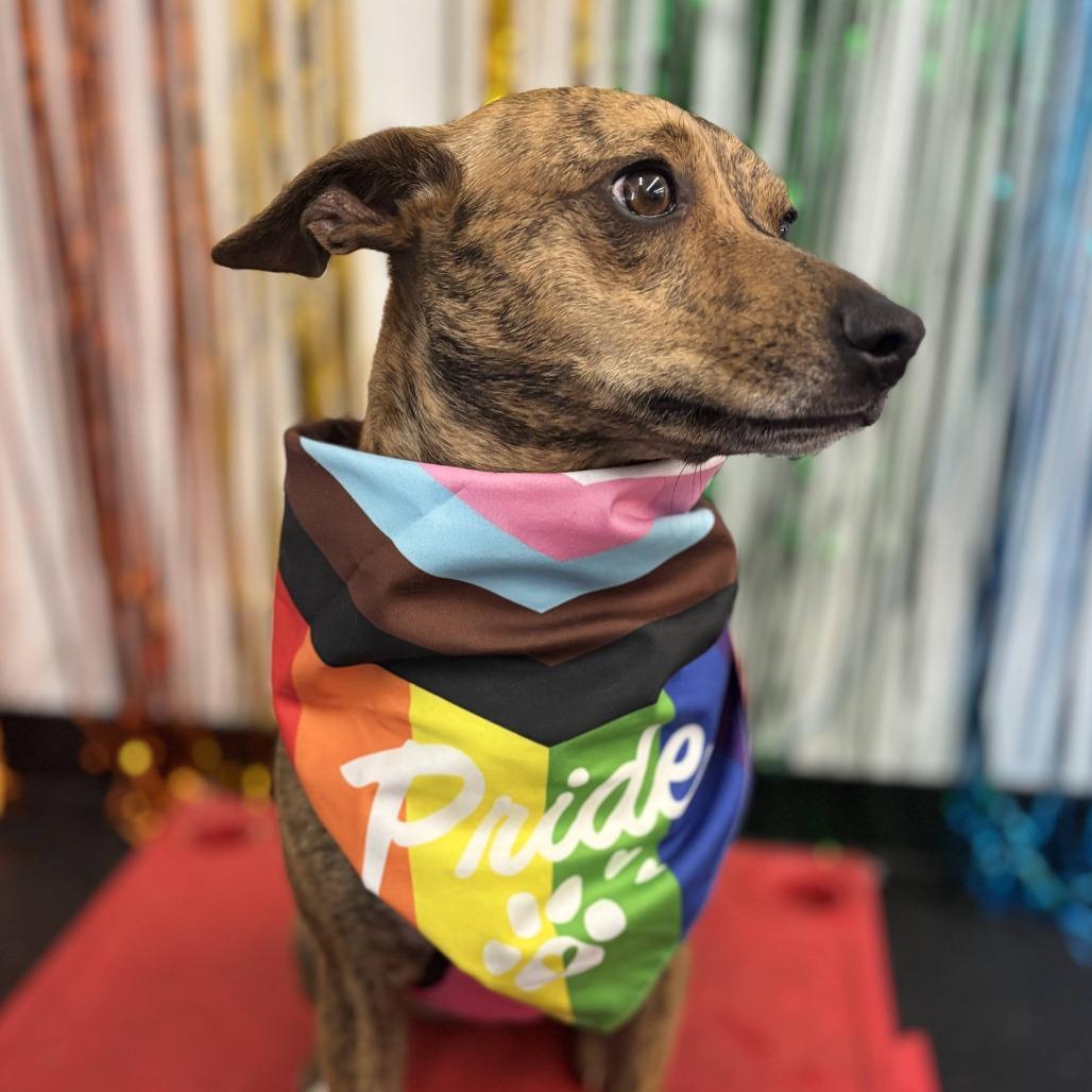 Enlarge Mango, a Adoptable Mixed Breed in Fletcher, NC image 2/5