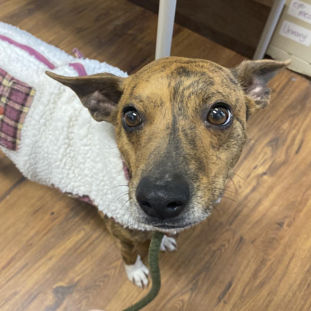 Mango, Adoptable, Adult Female Mixed Breed.