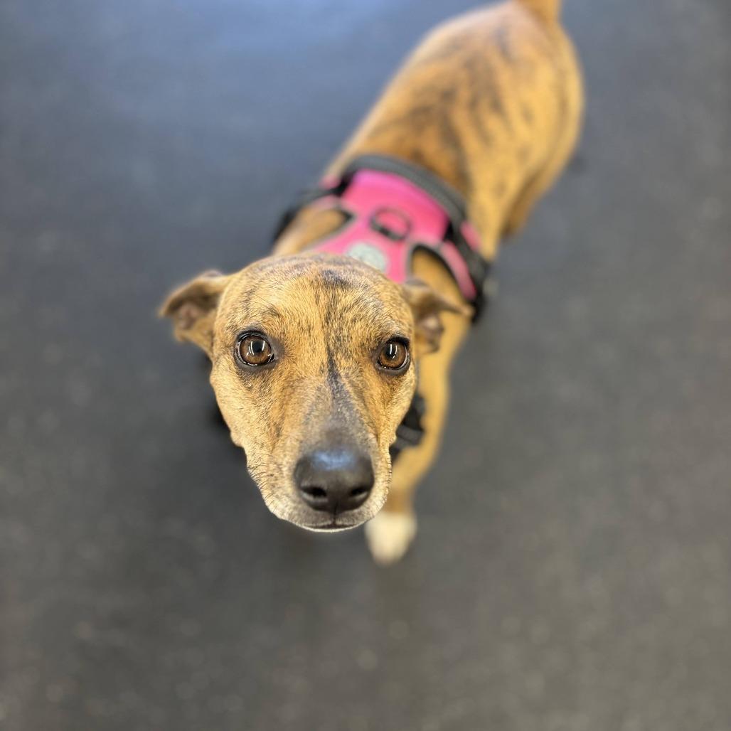 Enlarge Mango, a Adoptable Mixed Breed in Fletcher, NC image 3/5