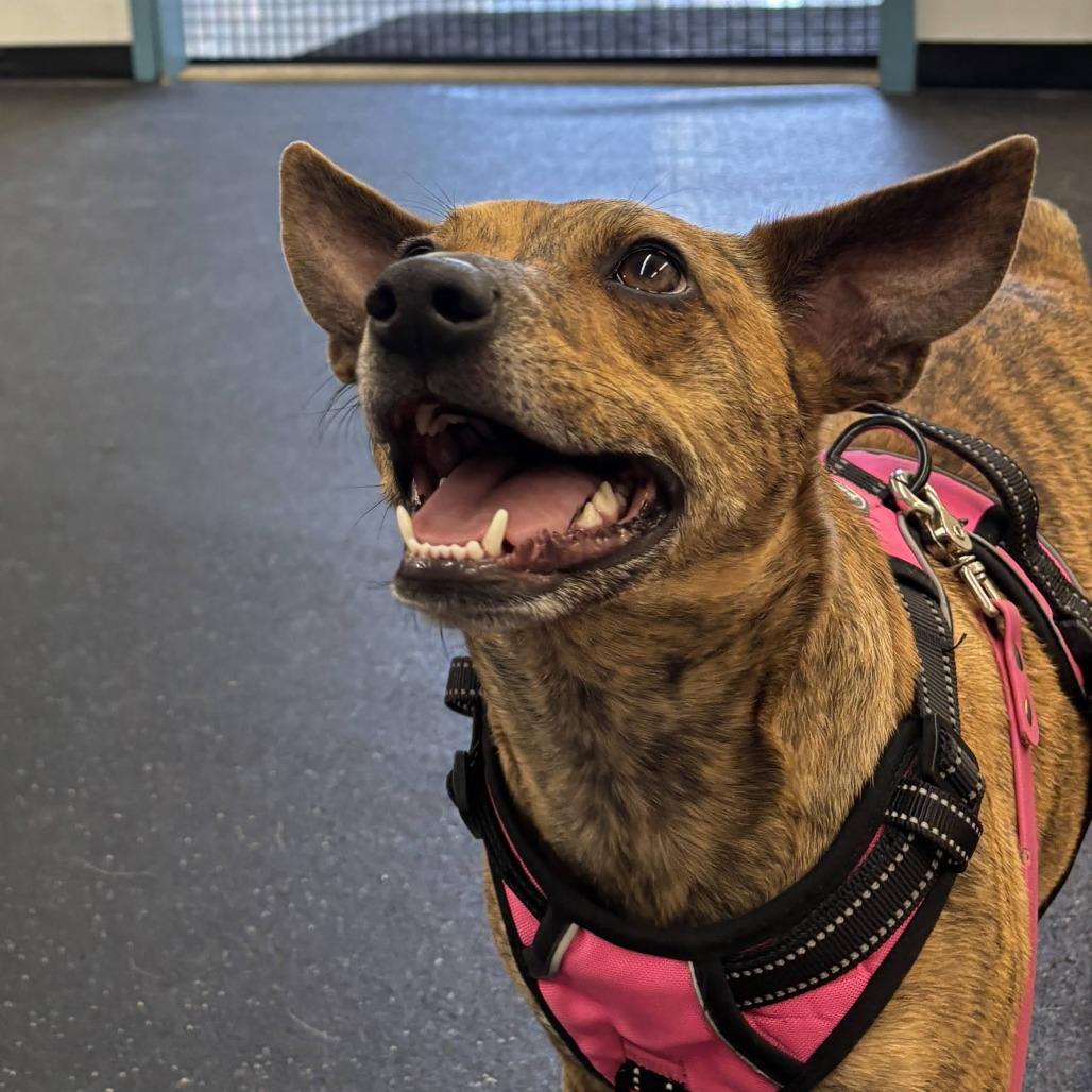 Enlarge Mango, a Adoptable Mixed Breed in Fletcher, NC image 4/5