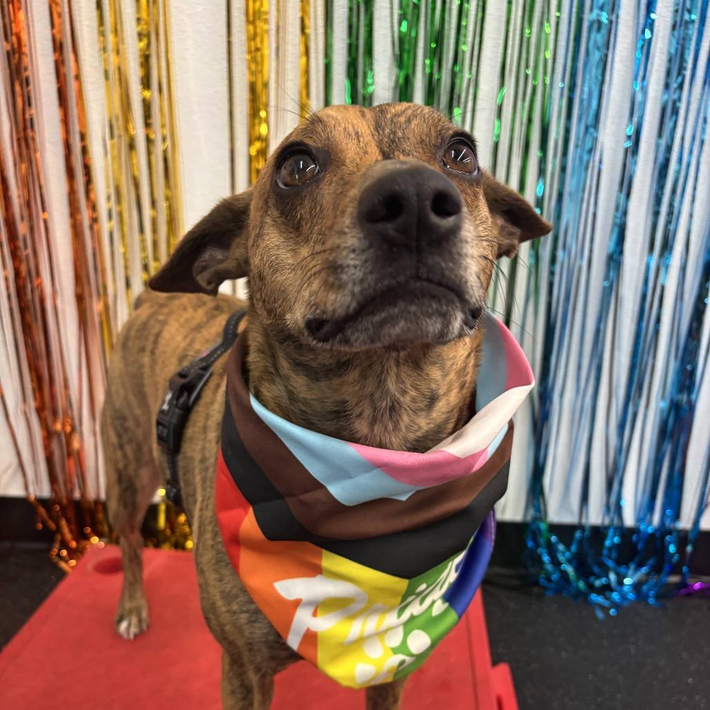 Enlarge Mango, a Adoptable Mixed Breed in Fletcher, NC image 5/5