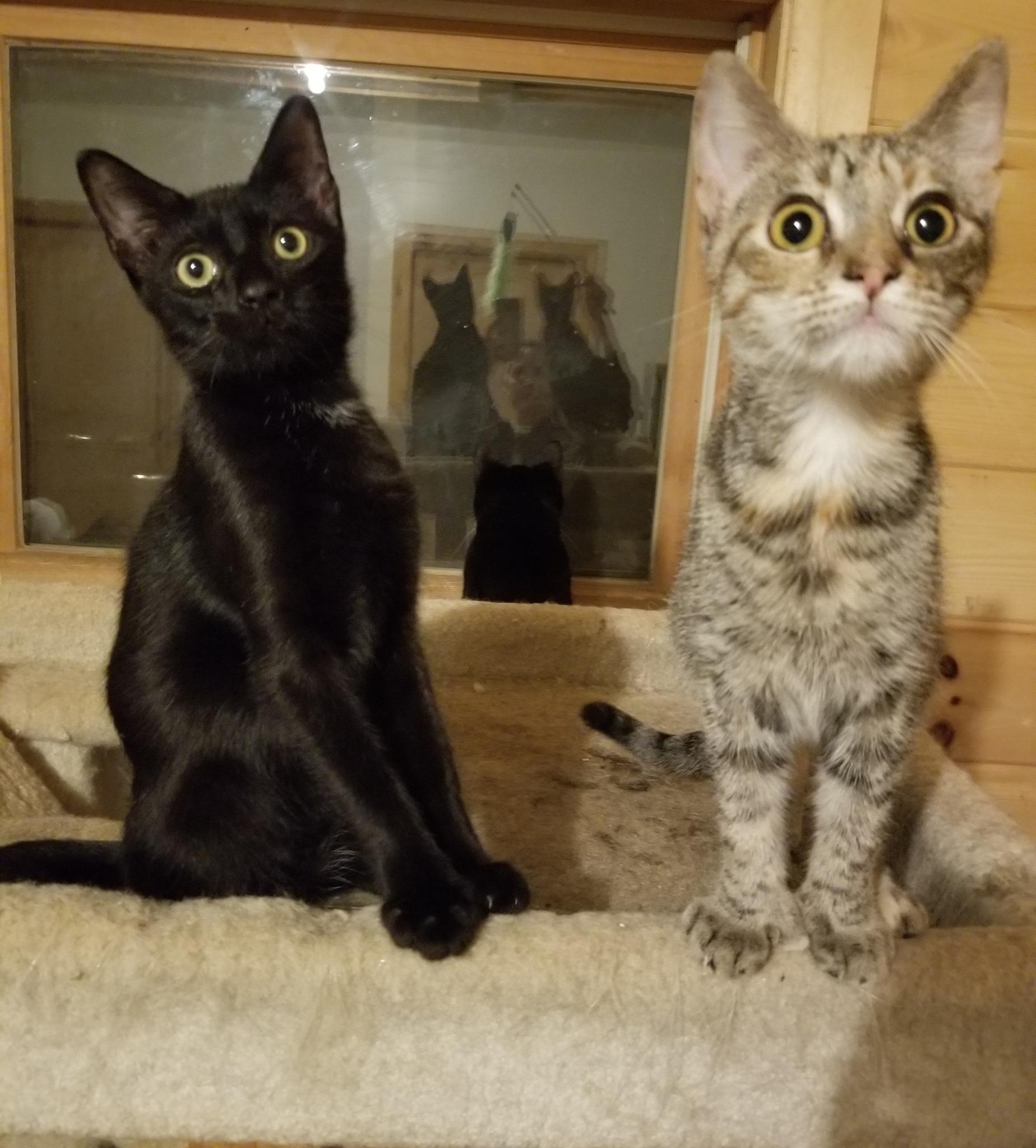 Semi-feral cats