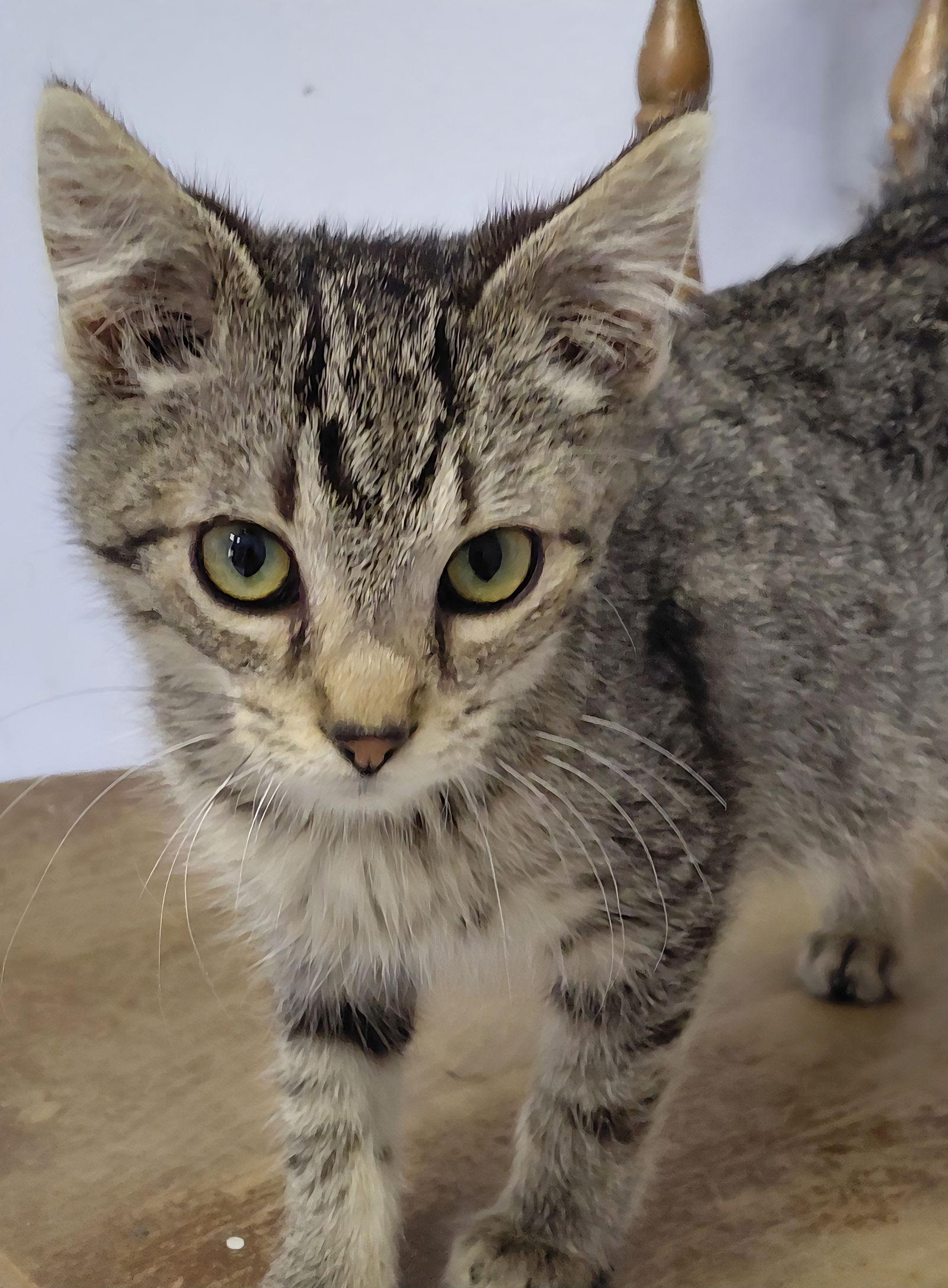 Enlarge Dobby, a Adoptable mixed breed in Montello, WI image 2/3