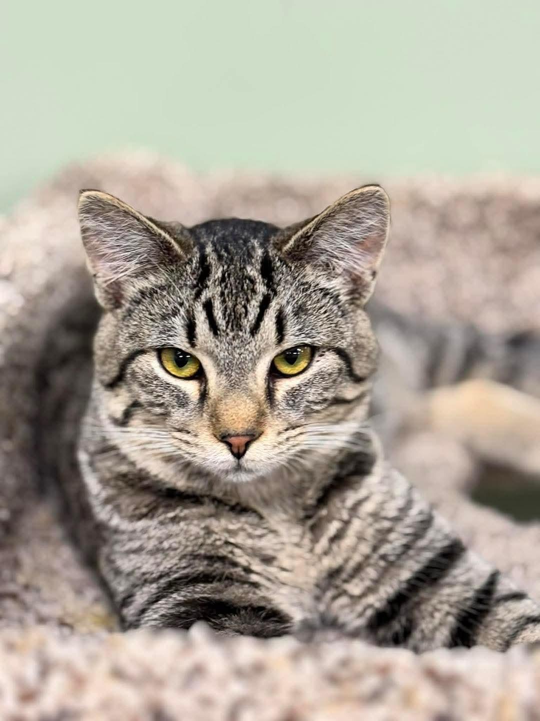 Enlarge Dobby @ The Cat's Brew, a Adoptable mixed breed in Montello, WI image 3/3