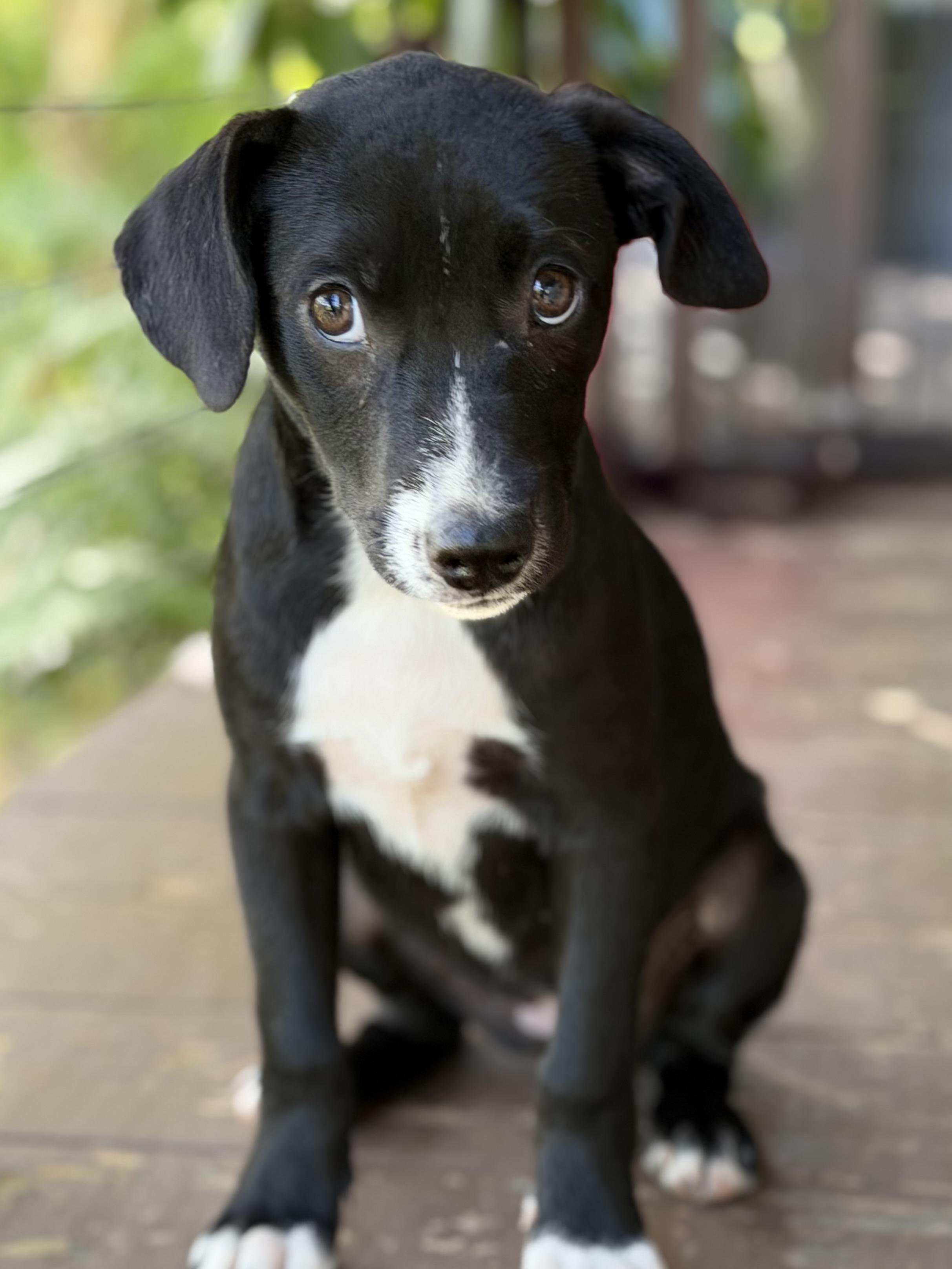 Jane what a love, Adoptable, Puppy Female Mixed Breed.