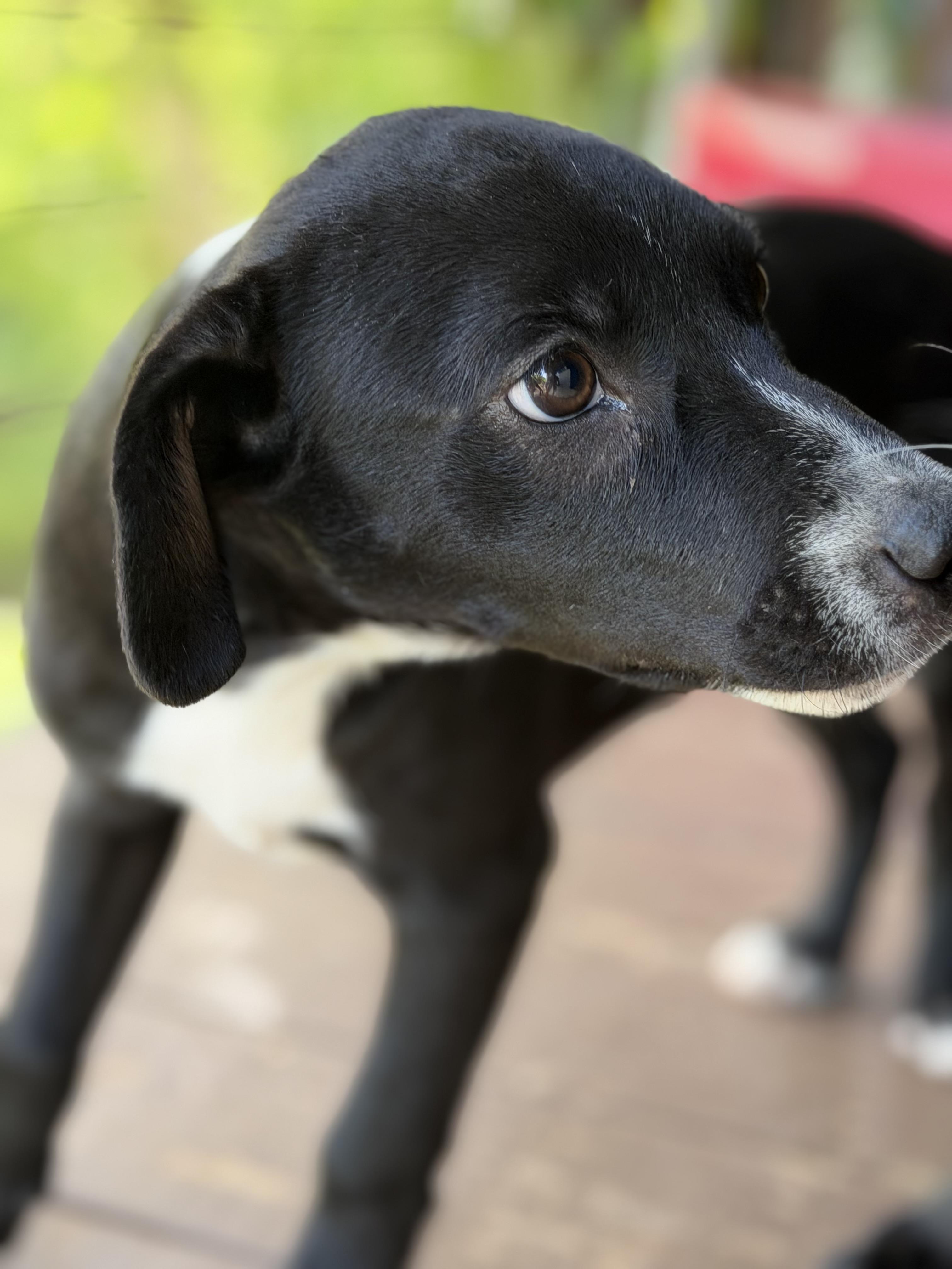 Enlarge Jane what a love, a Adoptable mixed breed in Phoenixville , PA image 5/5