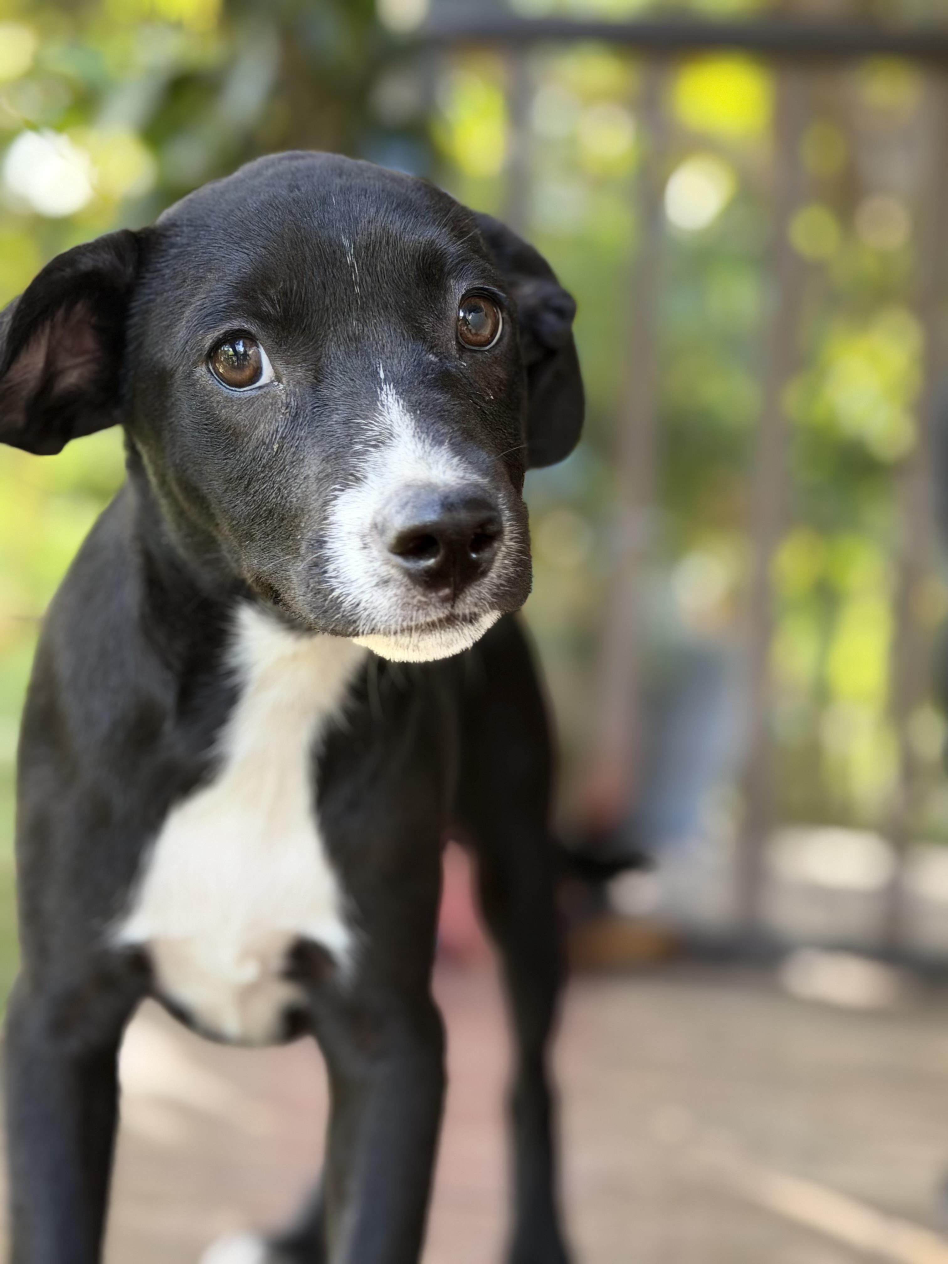Enlarge Jane what a love, a Adoptable mixed breed in Phoenixville , PA image 2/5