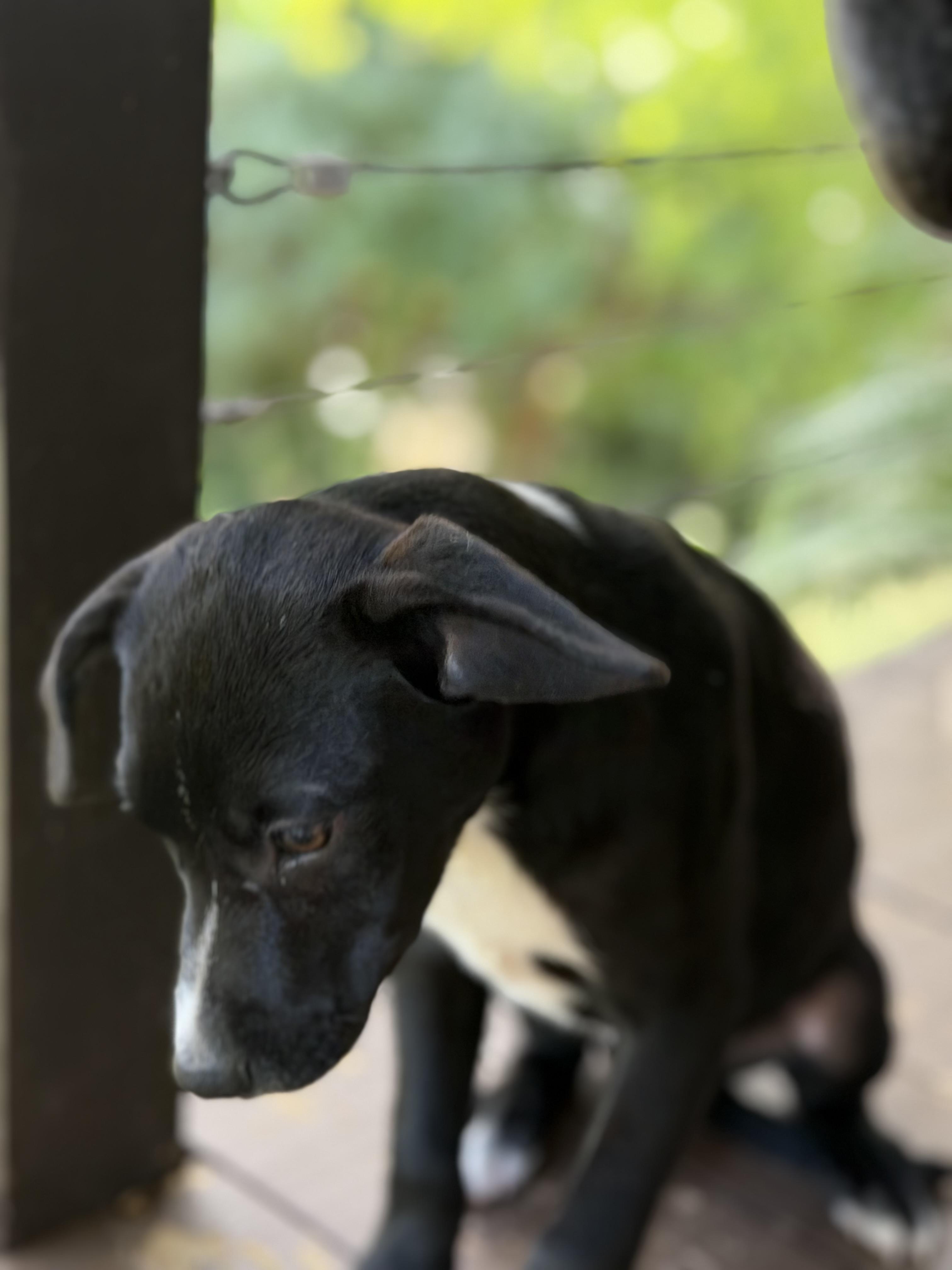 Enlarge Jane what a love, a Adoptable mixed breed in Phoenixville , PA image 4/5