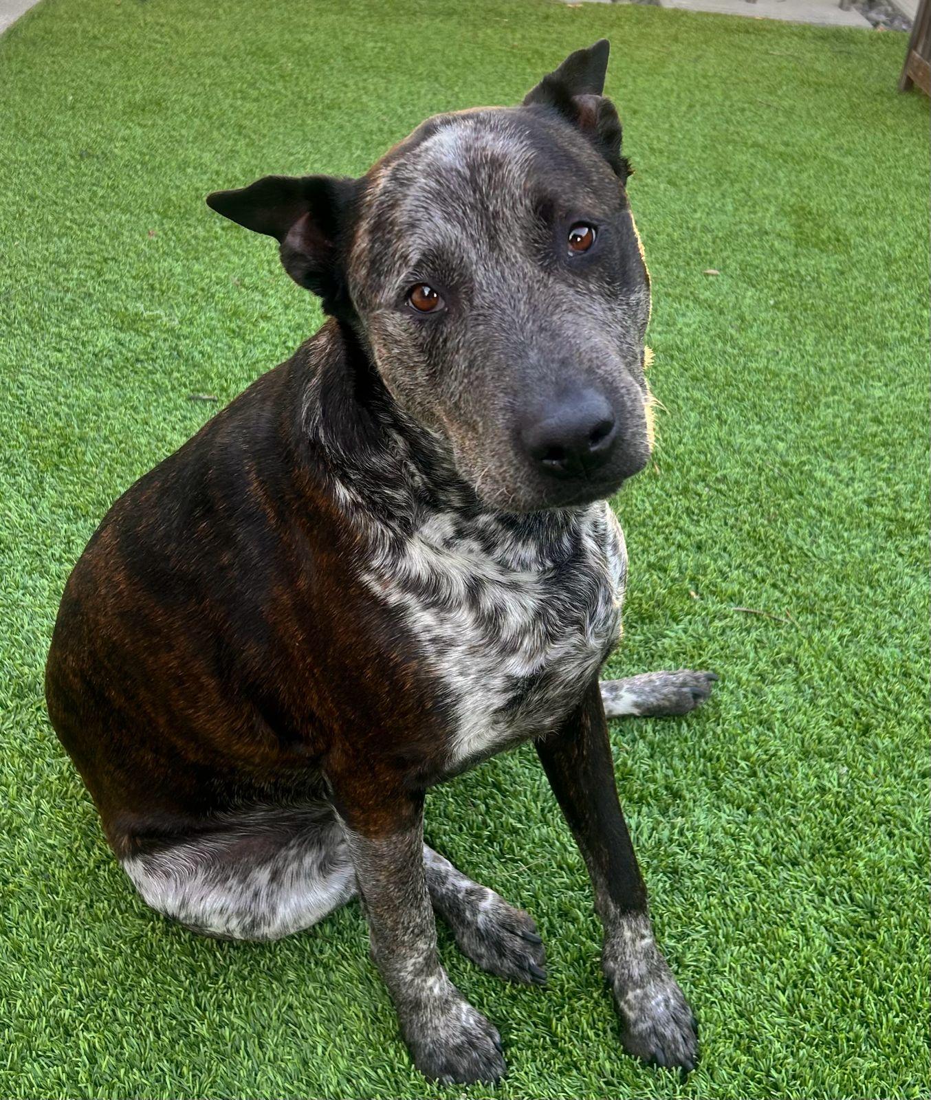 Enlarge Moomoo, a ADOPTABLE Australian Cattle Dog / Blue Heeler in Los Angeles, CA image 2/6