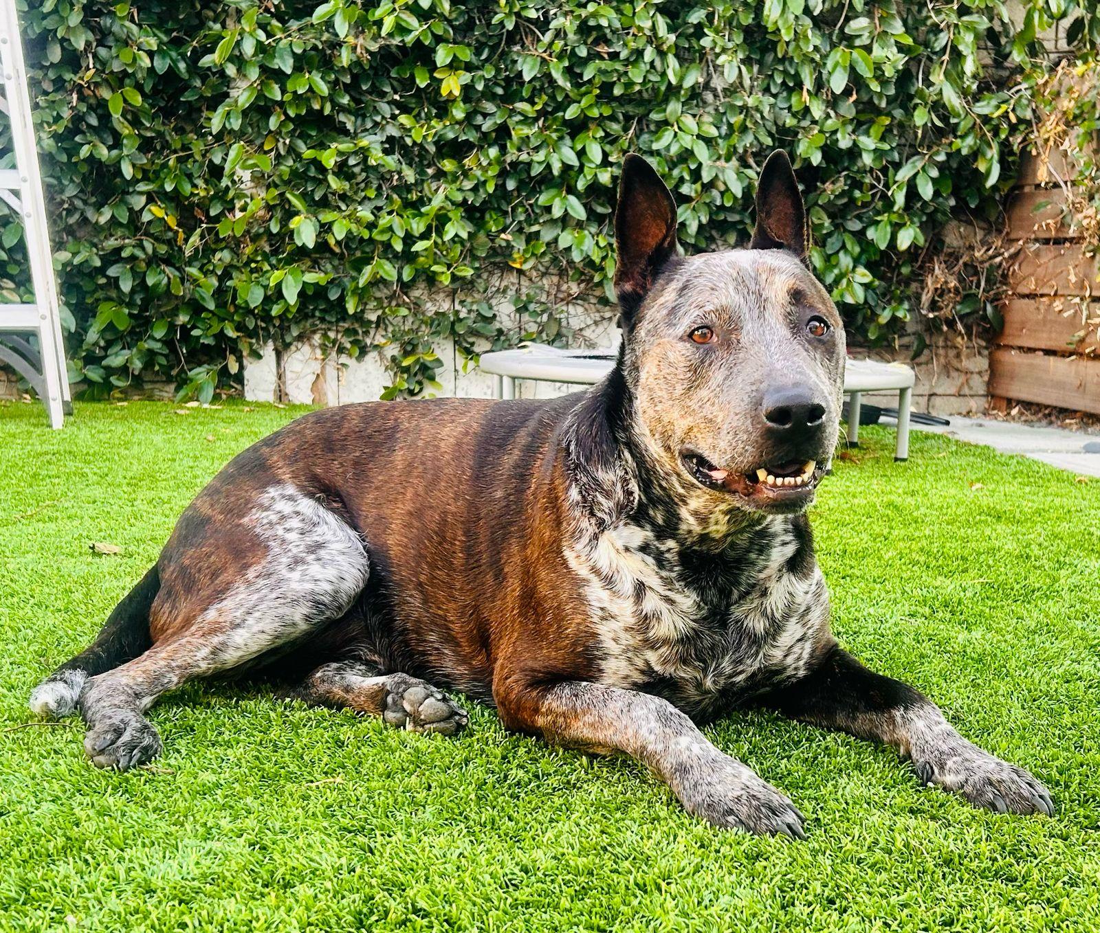 Enlarge Moomoo, a ADOPTABLE Australian Cattle Dog / Blue Heeler in Los Angeles, CA image 3/6