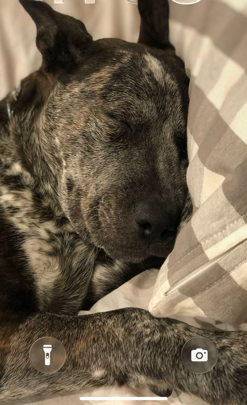 Enlarge Moomoo, a ADOPTABLE Australian Cattle Dog / Blue Heeler in Los Angeles, CA image 5/6