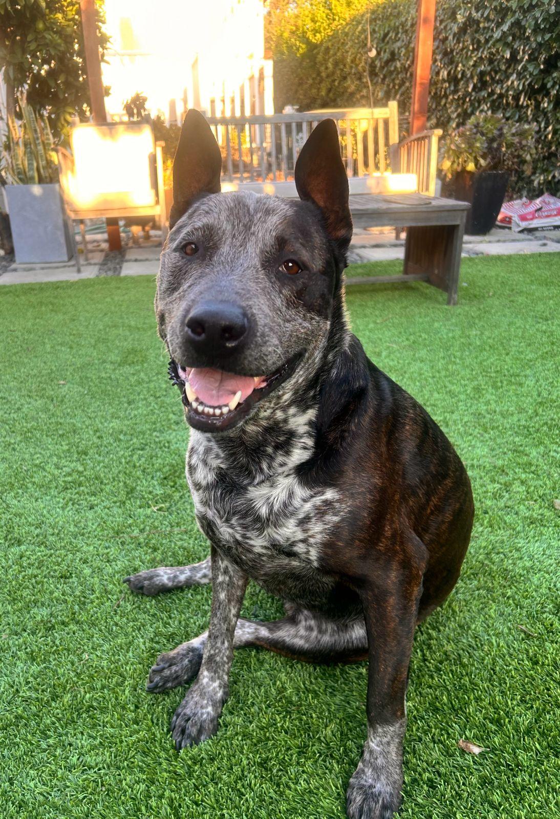 Moomoo, ADOPTABLE, Adult Male Australian Cattle Dog / Blue Heeler.