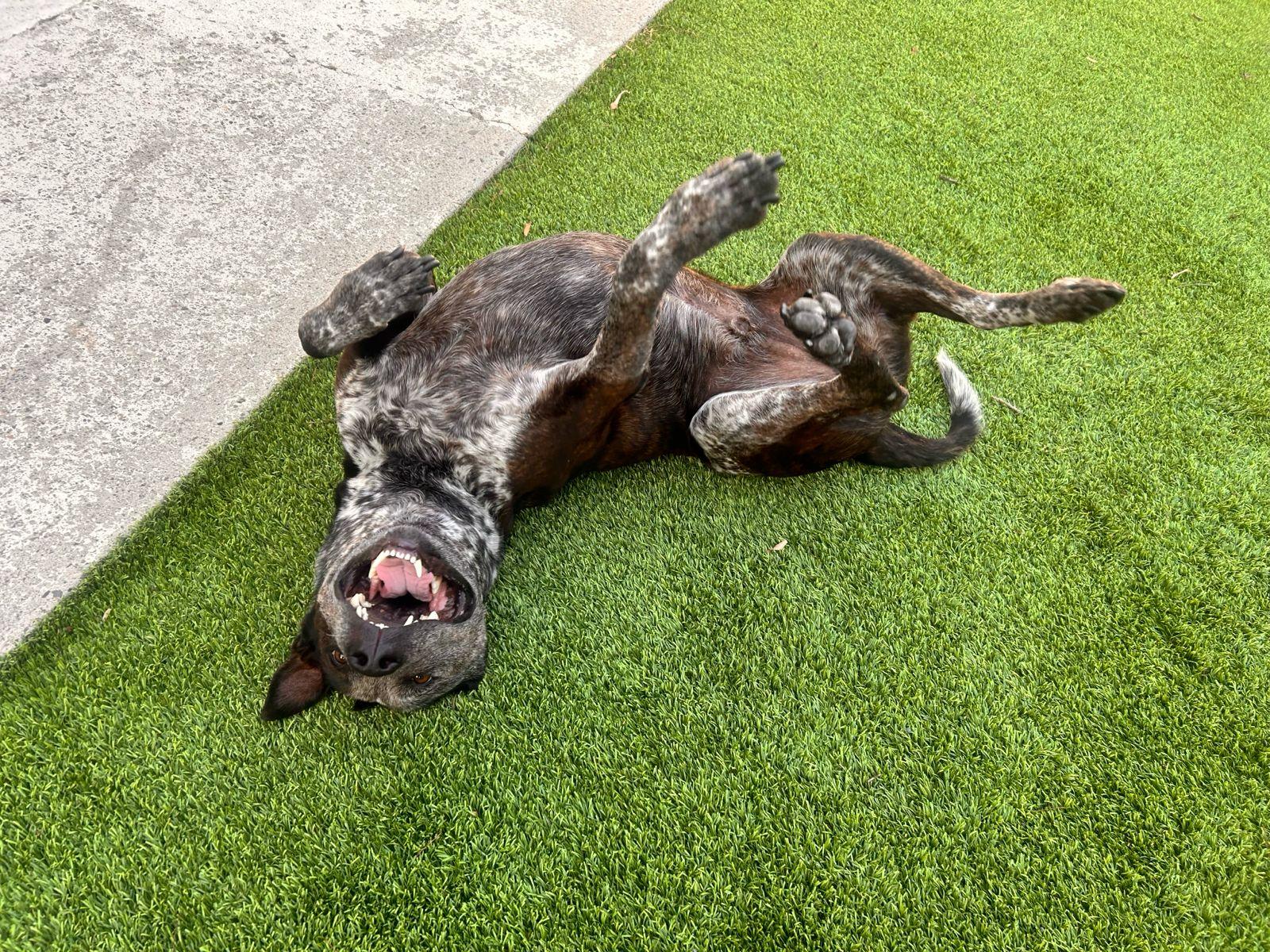 Enlarge Moomoo, a ADOPTABLE Australian Cattle Dog / Blue Heeler in Los Angeles, CA image 6/6