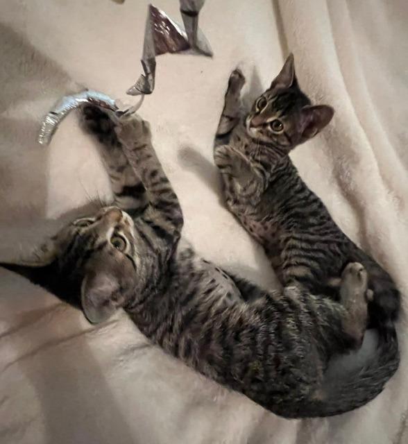 Pepper, Adoptable, Kitten Female Domestic Short Hair.