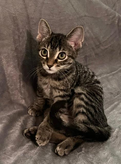 Enlarge Pepper, a Adoptable mixed breed in Rowlett, TX image 2/6