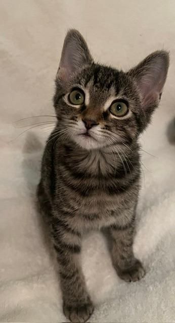 Enlarge Pepper, a Adoptable mixed breed in Rowlett, TX image 5/6