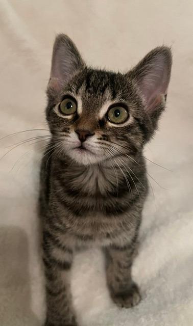 Enlarge Pepper, a Adoptable mixed breed in Rowlett, TX image 6/6