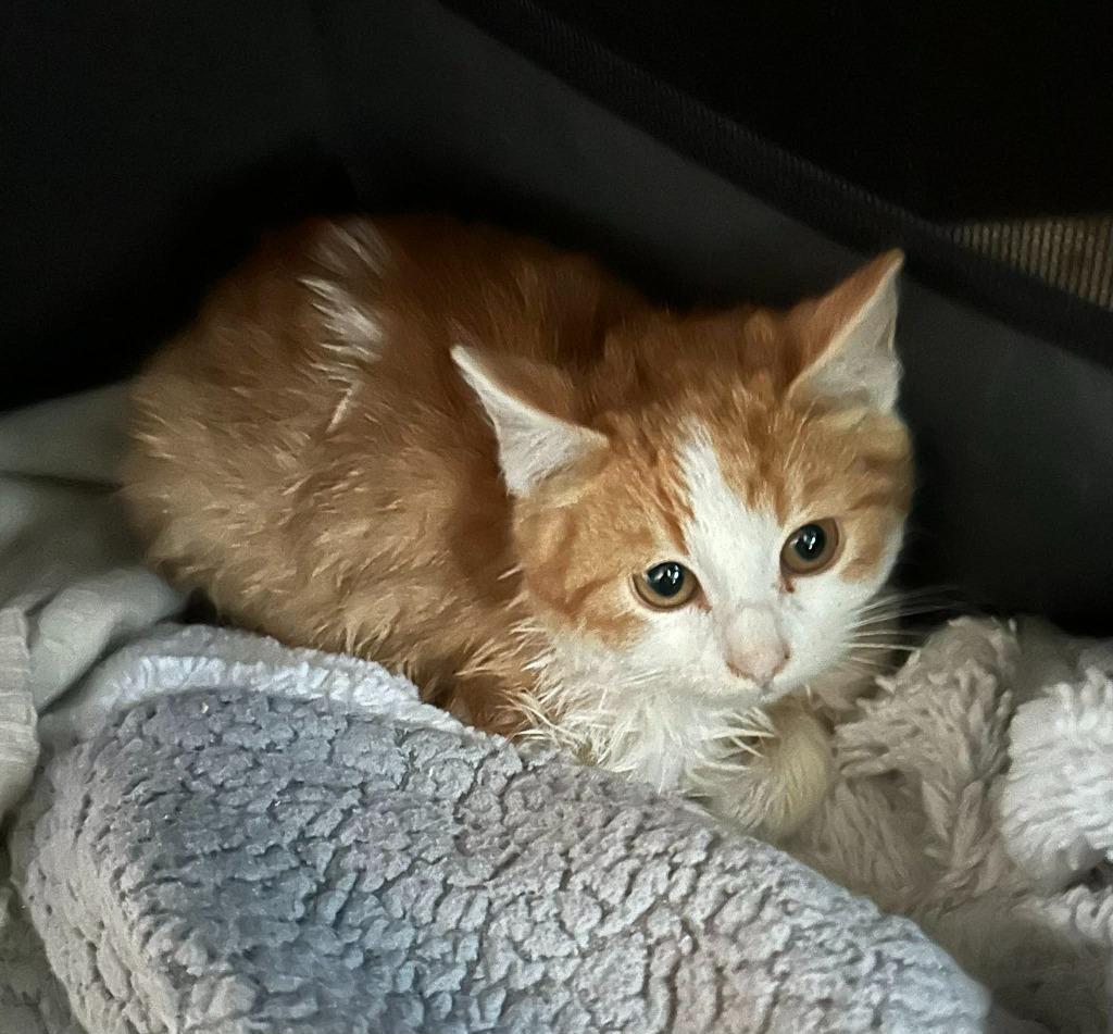 Eddie, Adoptable, Kitten Male Domestic Short Hair.