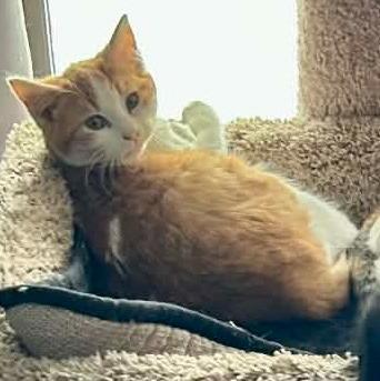 Eddie, a Adoptable mixed breed in Urbandale, IA image 2/2