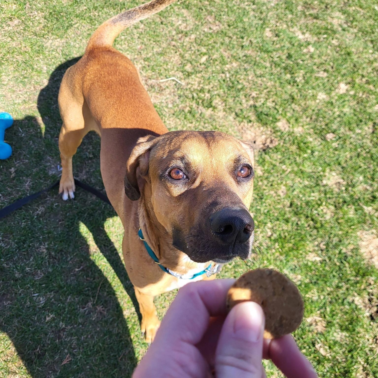 Louie, a ADOPTABLE Hound in Chilton, WI image 4/6