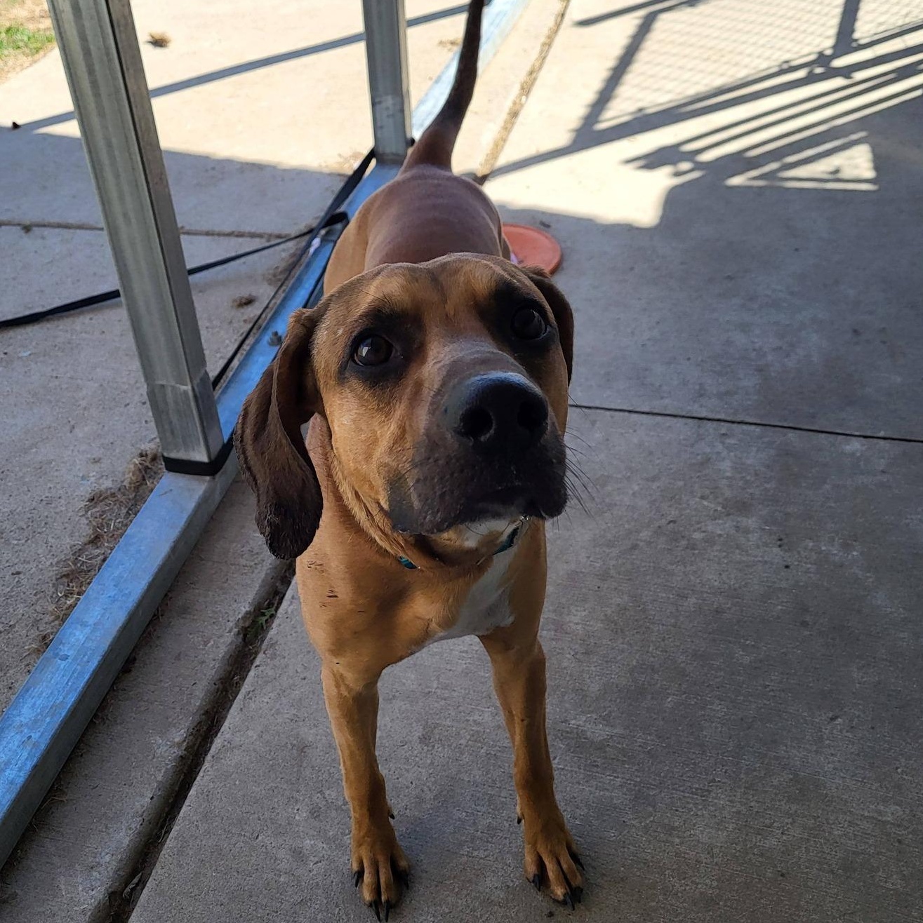 Louie, a ADOPTABLE Hound in Chilton, WI image 5/6