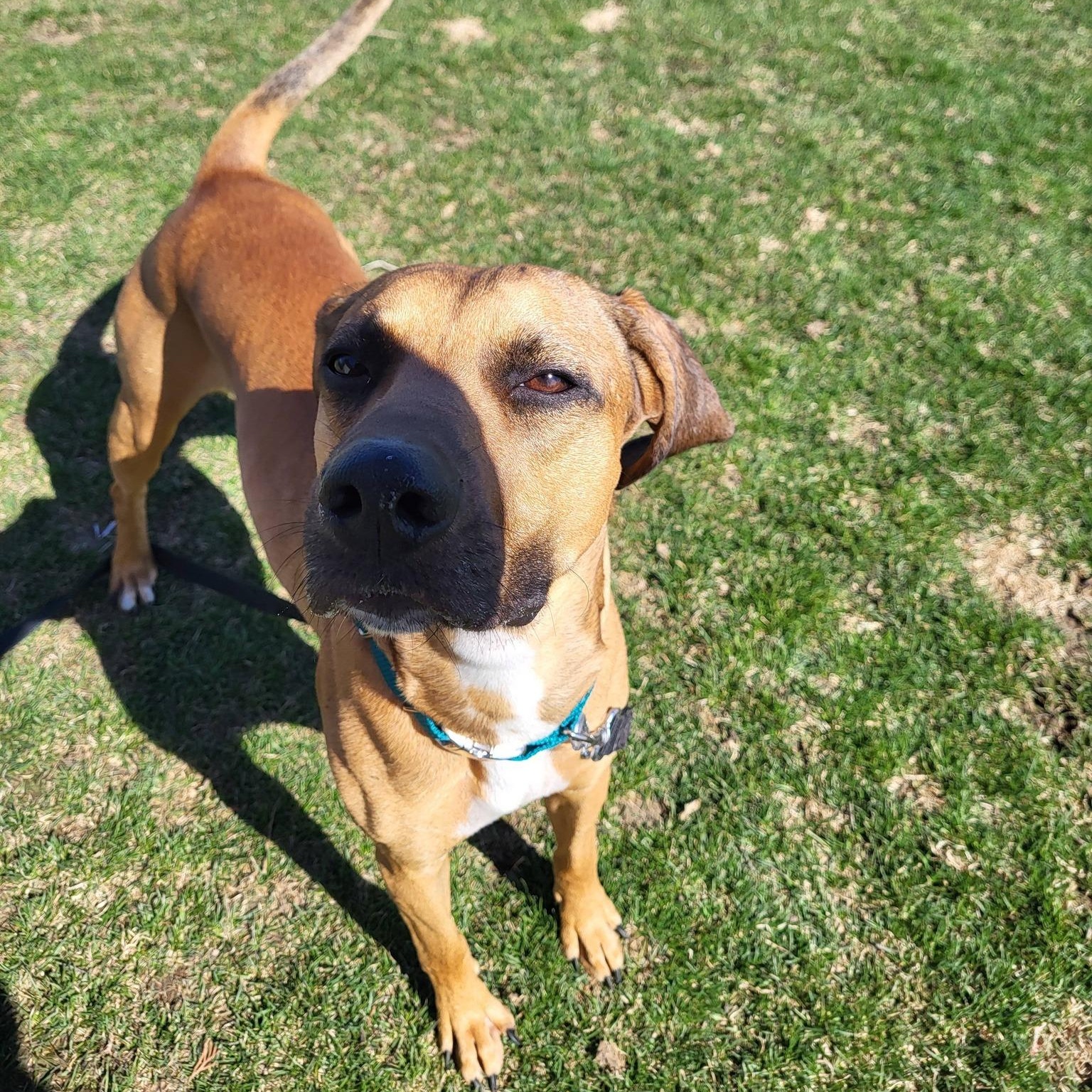 Louie, a ADOPTABLE Hound in Chilton, WI image 3/6