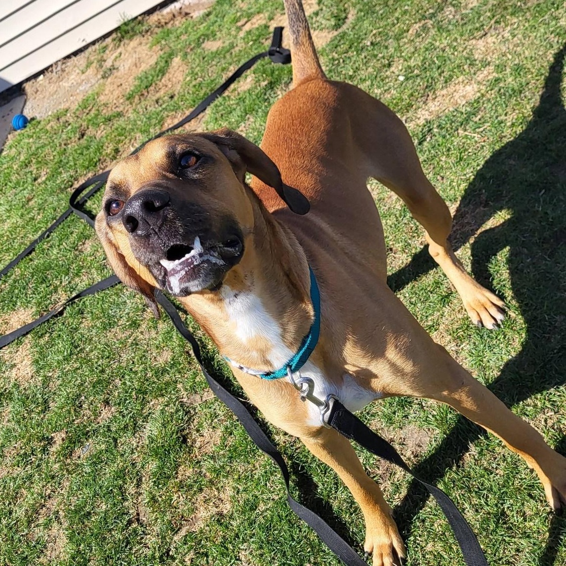 Louie, a ADOPTABLE Hound in Chilton, WI image 2/6
