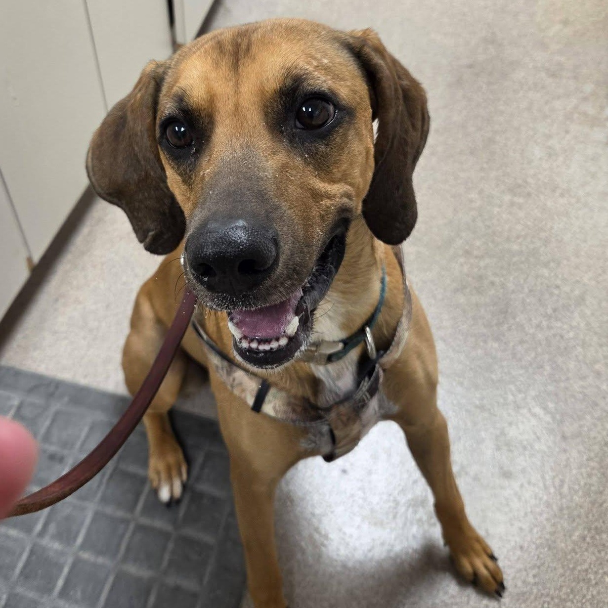 Louie, ADOPTABLE, Adult Male Hound.