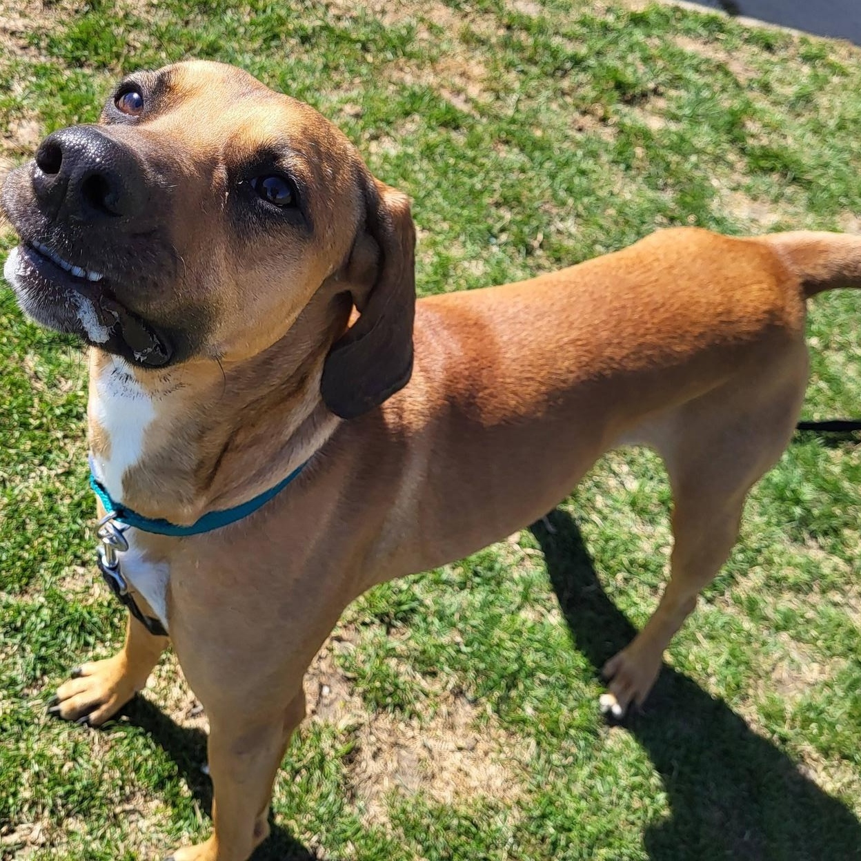Louie, a ADOPTABLE Hound in Chilton, WI image 6/6