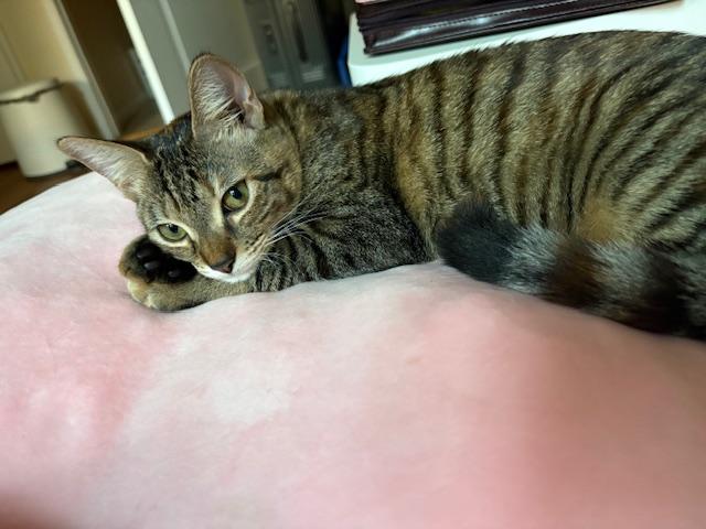 JLo (7 months), a Adoptable Domestic Short Hair in Los Angeles, CA image 6/6