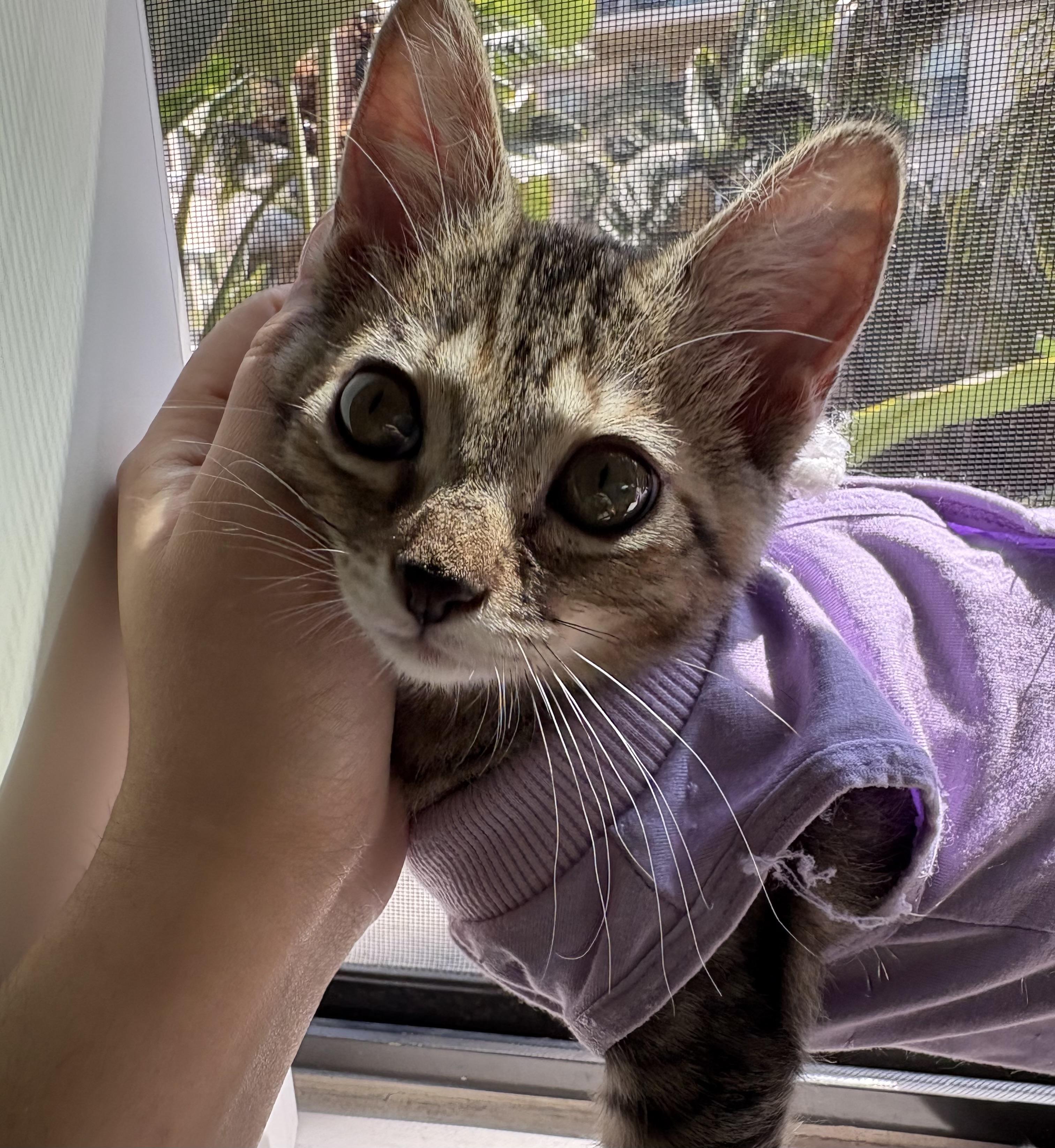 JLo (7 months), a Adoptable Domestic Short Hair in Los Angeles, CA image 5/6