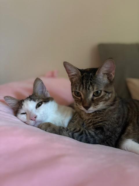 JLo (7 months), a Adoptable Domestic Short Hair in Los Angeles, CA image 2/6