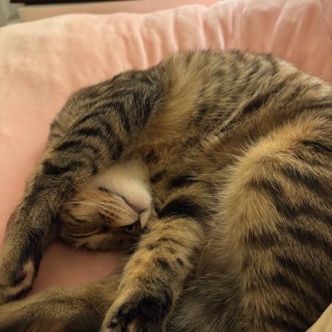 JLo (7 months), a Adoptable Domestic Short Hair in Los Angeles, CA image 3/6