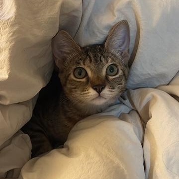 JLo (7 months), a Adoptable Domestic Short Hair in Los Angeles, CA image 1/6