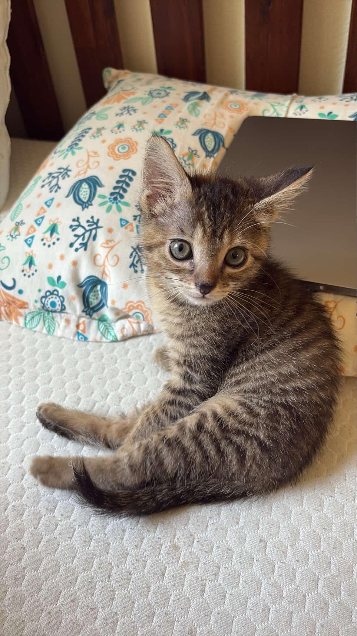 JLo (7 months), a Adoptable Domestic Short Hair in Los Angeles, CA image 4/6