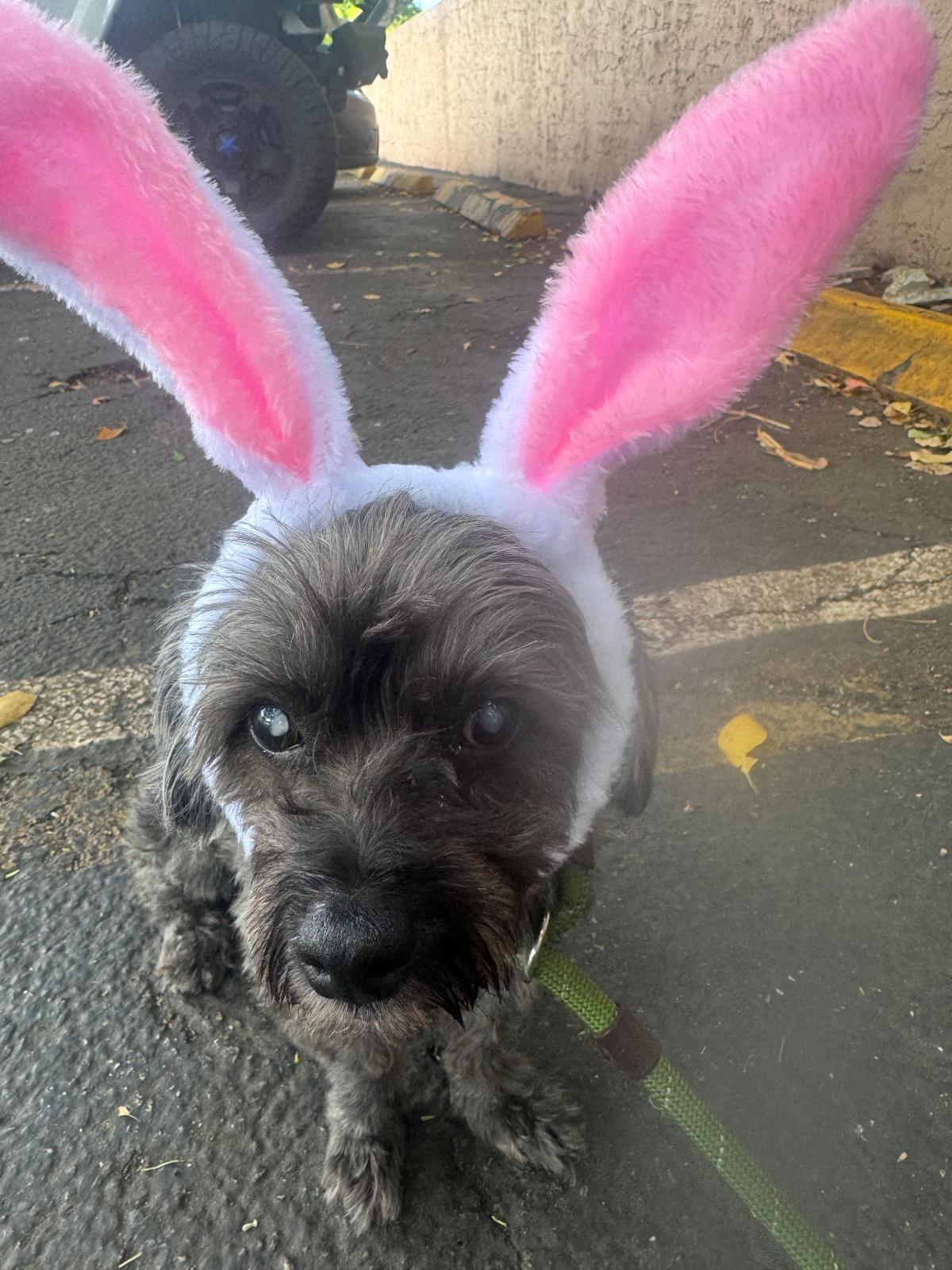 Enlarge HERA, a Adopted Shih Tzu in Margate, FL image 1/3