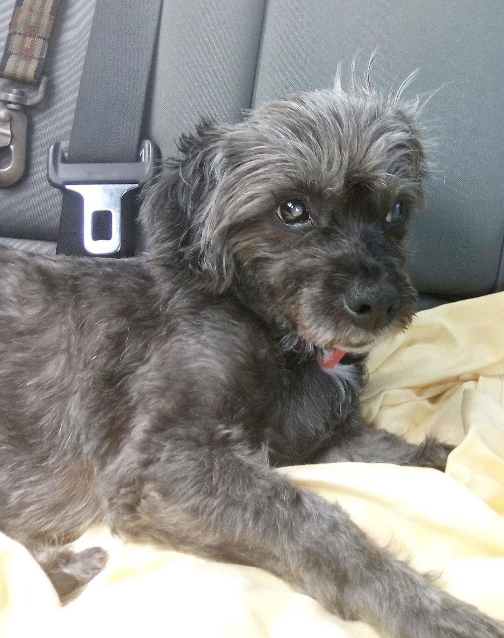 Enlarge HERA, a Adopted Shih Tzu in Margate, FL image 2/3