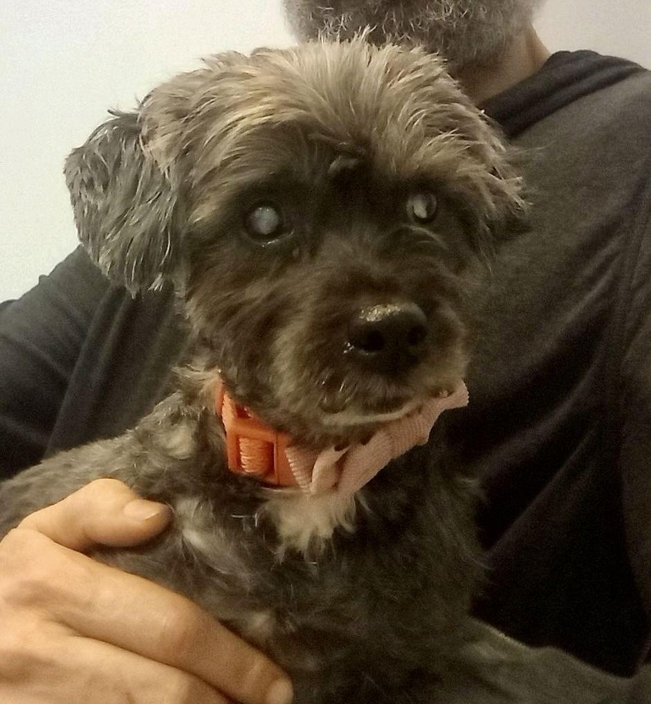 Enlarge HERA, a Adopted Shih Tzu in Margate, FL image 3/3