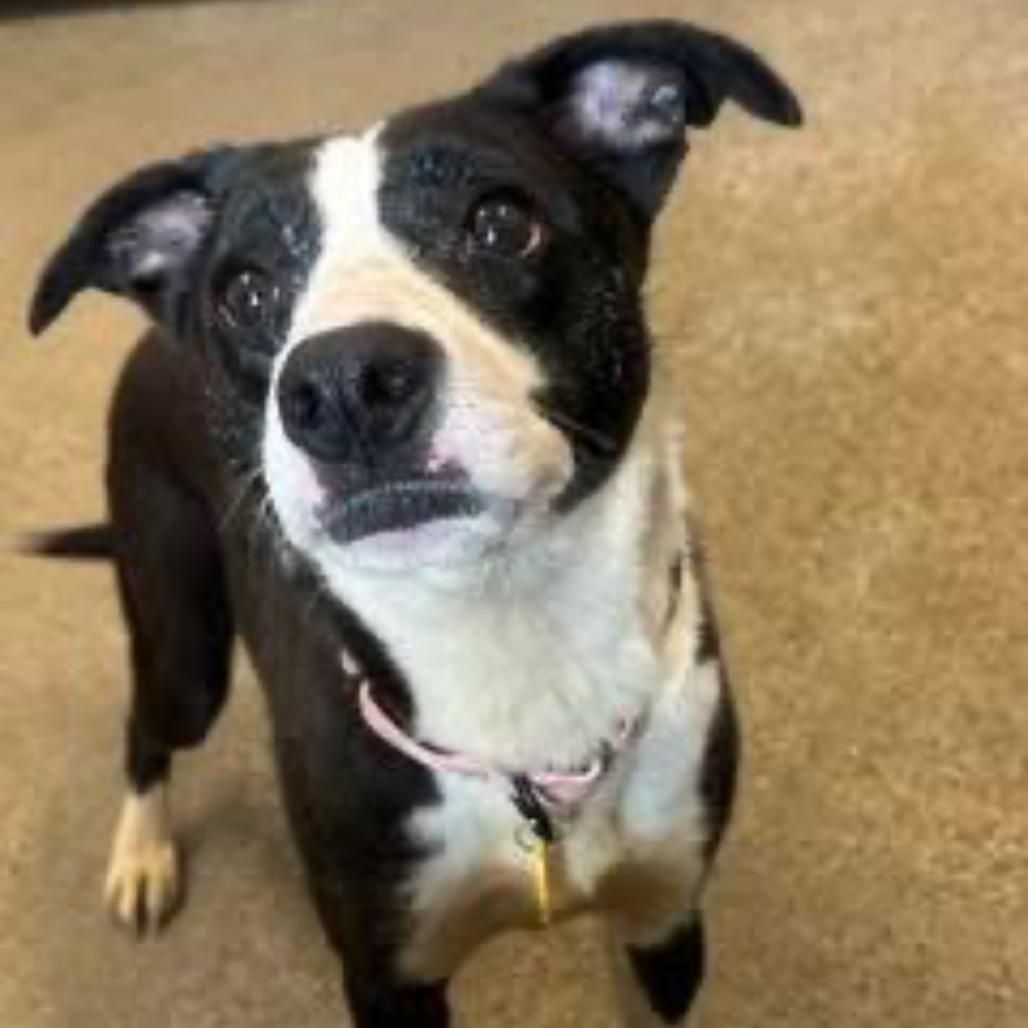 Masie, Adoptable, Adult Female Border Collie & Mixed Breed.